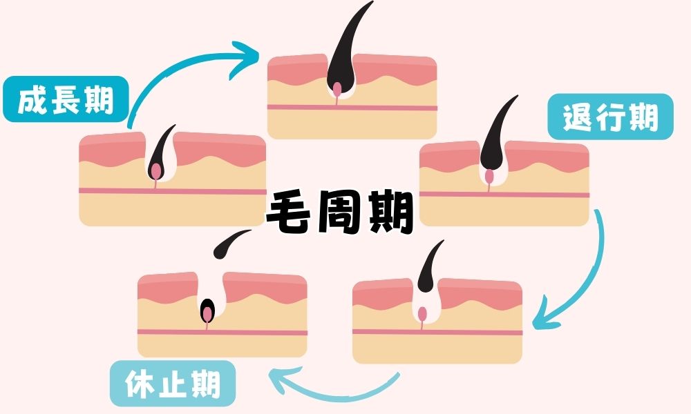 毛周期